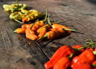 Kuchnia Tex-Mex na Śląsku – tacos, nachos i więcej